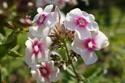 Phlox_p._Prime_Minister.jpg