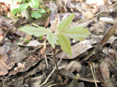Acer_griseum_Kopie.jpg