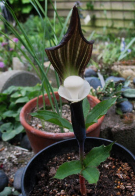Arisaema_sikokianum_...___20.4.14_018.jpg