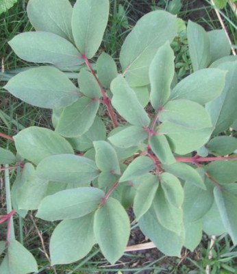 paeonie_obovata-ax-kn.jpg