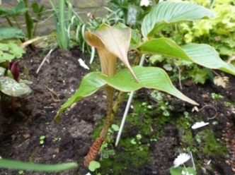 Arisaema_nepenthoides_2.JPG