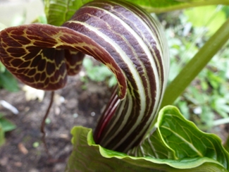 2Arisaema_griffithii.JPG