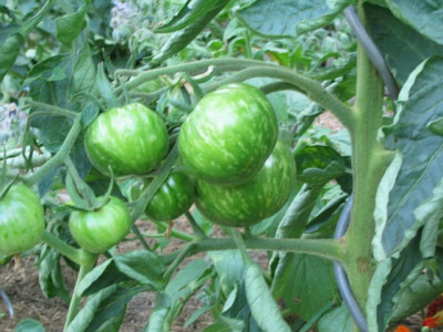 Tomat01.jpg