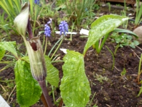 Arisaema_Moorbeet.JPG
