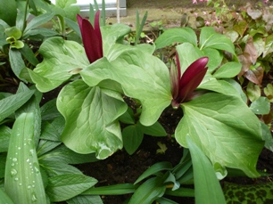 Trillium_Rot.JPG