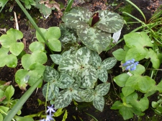 Trillium_Nachwuchs.JPG