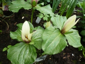 Trillium_April_2014.JPG
