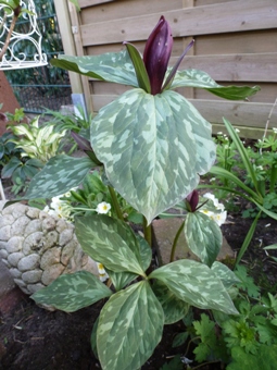 Trillium_8.JPG