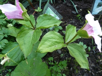 Trillium_6.JPG