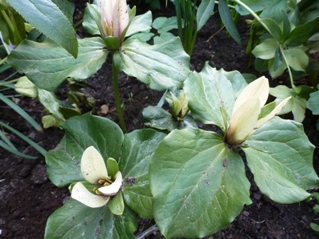 Trillium_2.JPG