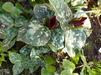 Trillium_7.JPG