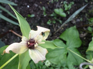 Trillium_3.JPG