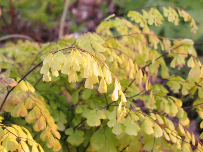 Adiantum_venustum_Kopie.jpg