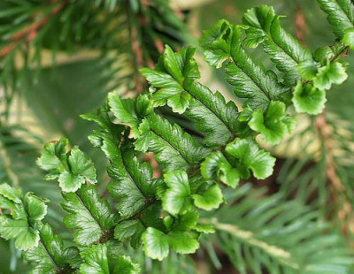 Dryopteris_affinis_Cristata_Curly.jpg