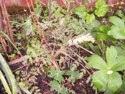 corydalis_2_Kopie.jpg
