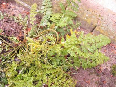 Corydalis_1_Kopie.jpg