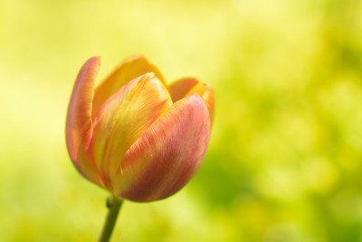 Tulpe-Apr2014_101.jpg