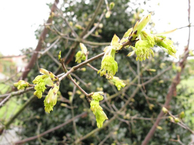 Acer_griseum_2_Kopie.jpg