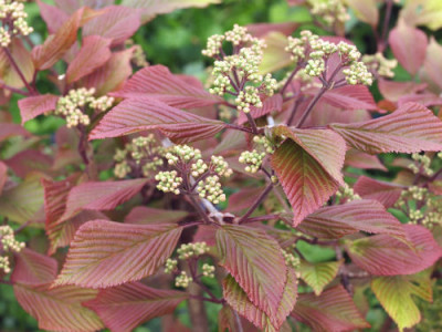 Viburnum_plicatum_Pink_Sensation.jpg