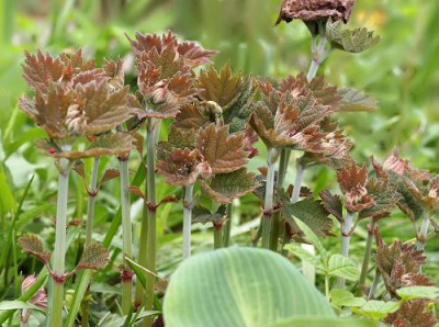 Boehmeria_platanifolia.jpg