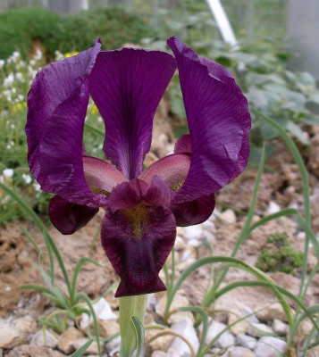 comp_Iris_barnumae_21.04.14.jpg