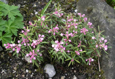 comp_Andromeda_polyfolia_nana_21.04.14.jpg