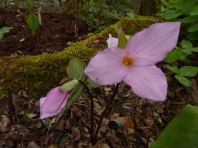 Trillium_grandiflorum_var_roseum_2014.jpg