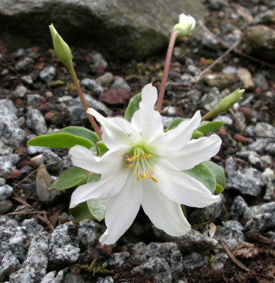 comp_Lewisia_tweedyi_21.04.14.jpg