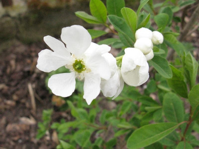 Exochorda_macrantha_Kopie.jpg