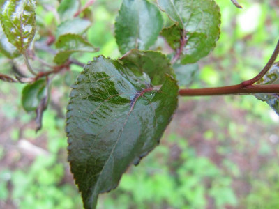 Apfelblatterkruppel.jpg