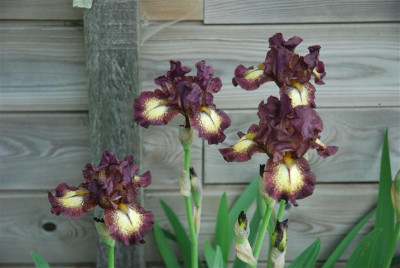 C9767_Small.JPG