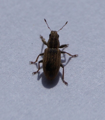DSC03685_KopieX_.jpg