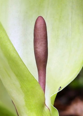 Arum_maculatum_Bacova_Blute.jpg