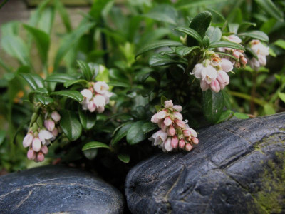 Vaccinium_vitis-idaea_...___22.4.14_002.jpg