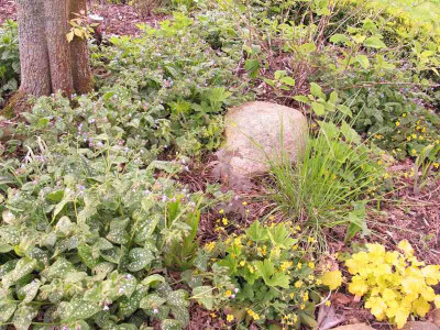 pulmonaria_waldsteinia_heuchera_Kopie.jpg