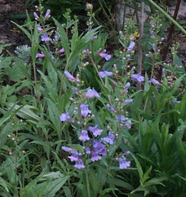 Penstemon_Catherine_de_la_Mere.jpg