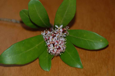 rhodoirgendwas_6508.JPG