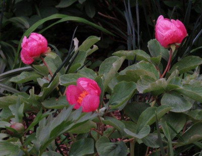 IMG_3300_Paeonia_mlokosewitschii.jpg
