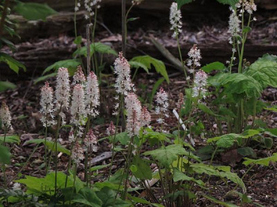 IMG_3289_Tiarella_wherryi.jpg