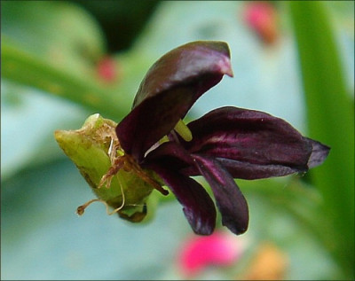 Roscoea_purpurea.jpg