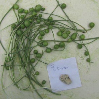 Galanthus-plicatus-kl.jpg