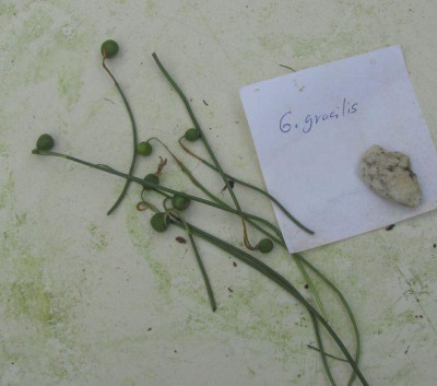 Galanthus_gracilis-kl.jpg