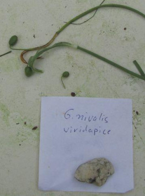 Galanthus-nivalis-viridapice-kl.jpg