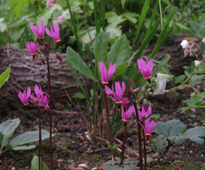 IMG_3297_Dodecatheon.jpg