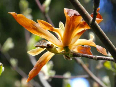 M._Butterflies_2.jpg