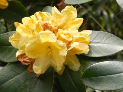 Rh._Yellow_Petticoats.jpg