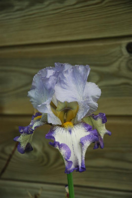 C9779_Large.JPG