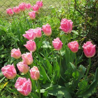 Fancy_Frills_3_IMG_0208.jpg