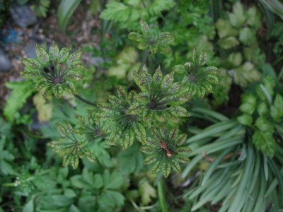 Coptis_japonica_var._dissecta_...___24.4.14_009.jpg