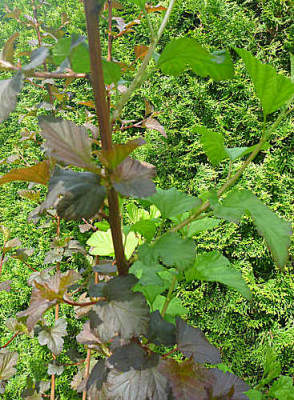 physocarpus_opulifolius.jpg